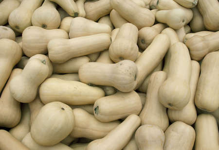 Butternut squash as a backgroundの写真素材