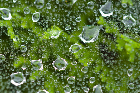 Water drops on spider web