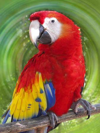 Macaw on spiral backgroundの写真素材