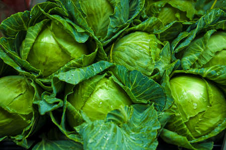 fresh green cabbage closeup details as a background の写真素材