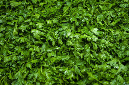 Fresh green parsley close up view for backgroundの写真素材