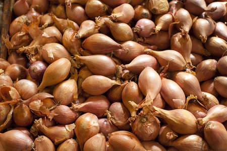 Large grouping of small red shallot onions which can serve as a good backgroundの写真素材
