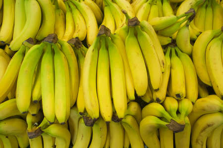 Bunch of bananas in a produce farm standの写真素材