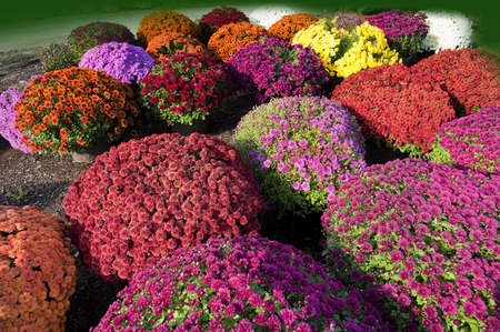 Closeup of multi colored chrysanthemums flowers at a Vermont farm standの写真素材