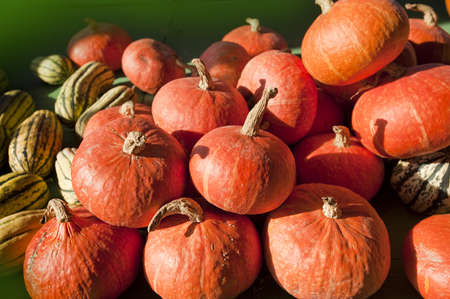Pumpkins and gourds bunched together on a Vermont farm standの写真素材