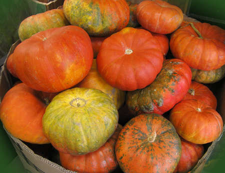 Pumpkins bunched together on a Vermont farm standの写真素材