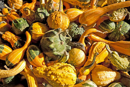 Pumpkins and gourds bunched together on a Vermont farm standの写真素材