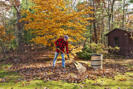 Senior raking autumn leaves in his backyardの写真素材