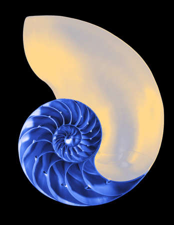 Nautilus shell exterior on black, isolated の写真素材