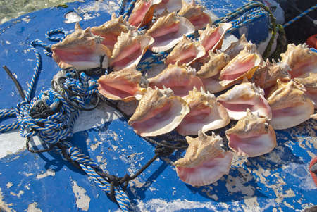 Conch shells on front of local fishermanの写真素材