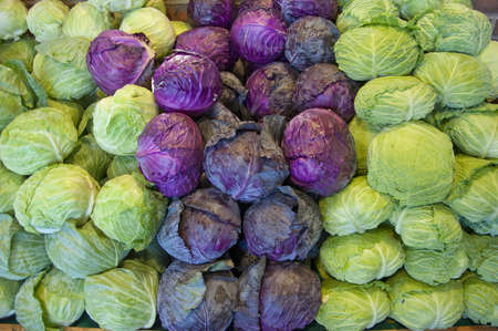 Cabbage in green and redの写真素材
