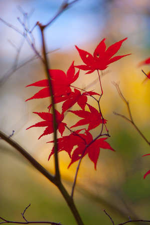 Fall leaves for an autumn background の写真素材