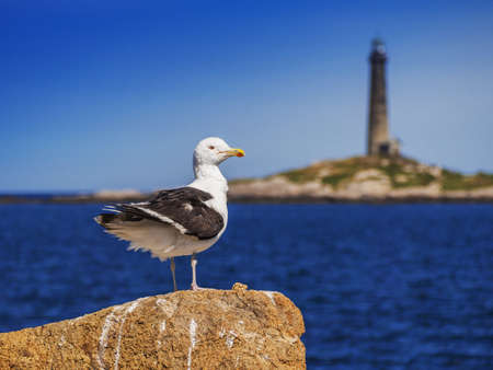  Seagull and lighthouseの写真素材