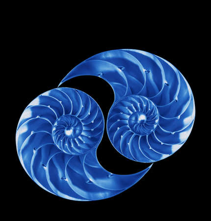 Nautilus shells in blue on black backgroundの写真素材