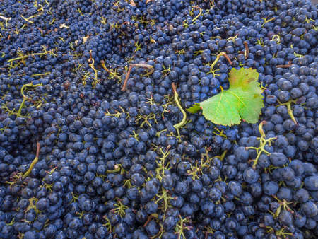grape backgroundの写真素材