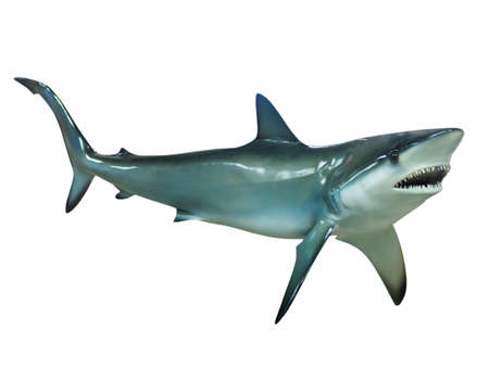 Stuffed great white shark, isolatedの写真素材