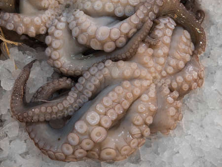 Fresh octopus at fish market in Greeceの写真素材