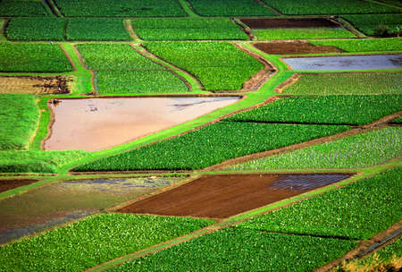 Lettuce fields from aboveの写真素材