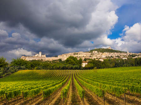 Tuscany vineyards near town of Assisi, Tuscany, Italyの写真素材