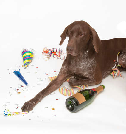 Party dogの写真素材