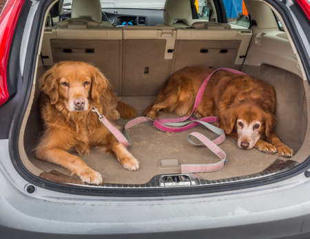 Two golden retreivers waiting to goの写真素材