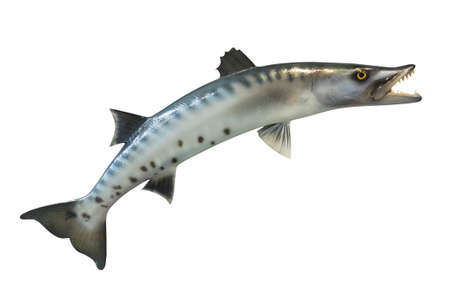 Great Barracuda fish isolated on white backgroundの写真素材