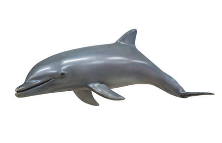 Bottle nose dolphin isolated on whiteの写真素材