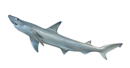 Shark on white background, isolatedの写真素材