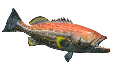 Large yellowfin grouper  Mycteroperca venenosaの写真素材