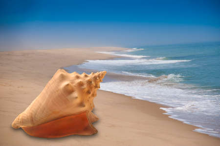 Large conch shell on sandy beachの写真素材
