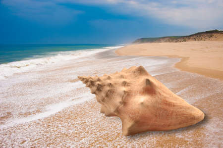 Large conch shell on sandy beachの写真素材
