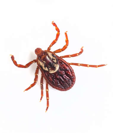 Deer tick on whiteの写真素材
