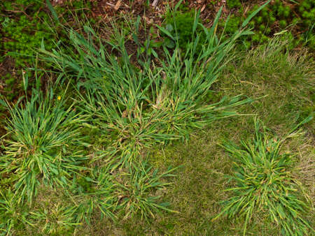 Crabgrassの写真素材