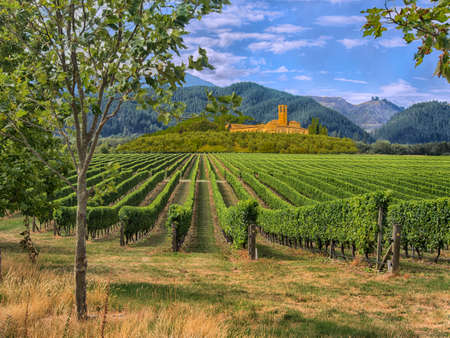 Vineyard in Tuscany, Italyの写真素材