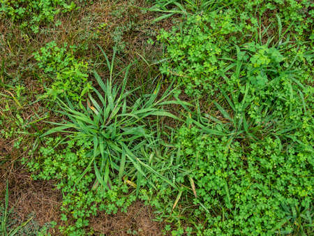 House front lawn invated by crabgrassesの写真素材
