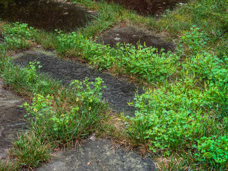 House front lawn invated by crabgrassesの写真素材