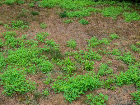 House front lawn invated by crabgrassesの写真素材