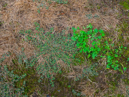 House front lawn invated by crabgrassesの写真素材