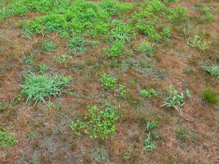 House front lawn invated by crabgrassesの写真素材
