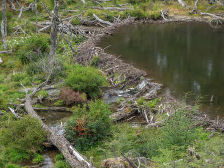 Beaver dam in Tierra del Fuego National Park near Ushuaia Argentina.の写真素材