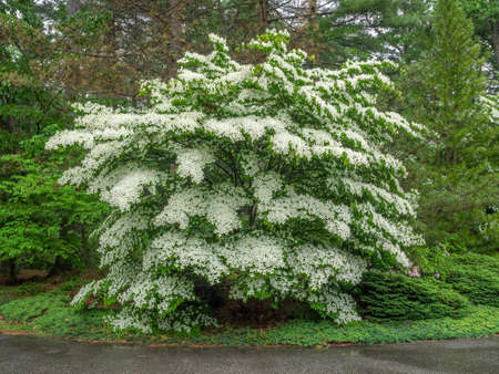 Mature white flowering dogwood tree in full bloom.の写真素材