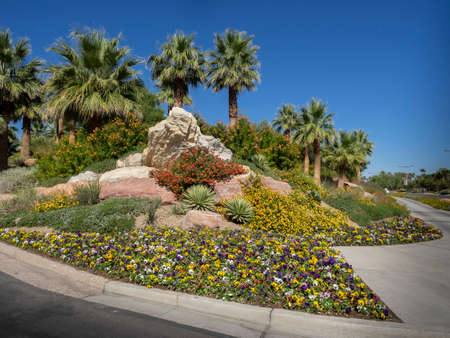 Manicured desert landscaping including palm trees, plants, flowers,の写真素材