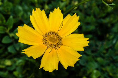 yellow-orange flower with 8 petals on the background of green leaves growing on the ground
