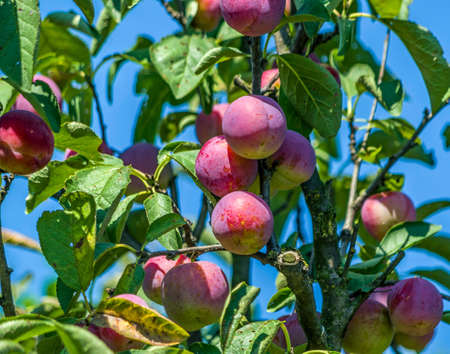 large round pink-yellow plum fruits ripen on the tree in the rays of the summer sunの写真素材