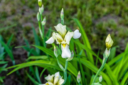 iris blooming white-yellow flower growing on the ground in the garden against the backdrop of green...