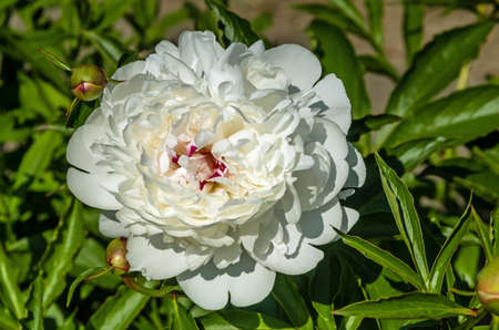 a large flower of white peony blooming on the ground in the garden against the backdrop of green plants in the May sunの写真素材