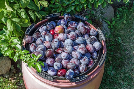 fresh plums picked from the tree into a large container standing on the grass in the gardenの写真素材