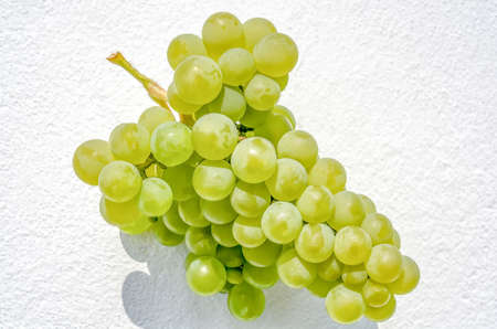 bunch of round green ripe grapes in the sunshine against the white wall Close-up on full frame...