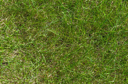 fragment of the meadow surface in spring with visible growths of young new green grass Close-up on...