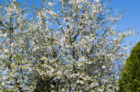 plum tree in full bloom with white flowers against the blue sky in the spring sun zoom on full frame